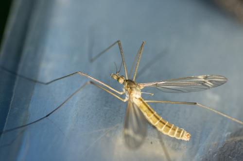 Tipula vernalis