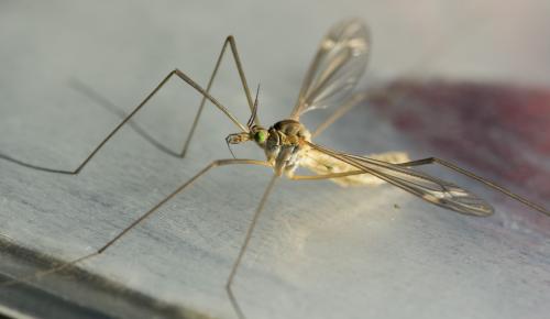 Tipula vernalis