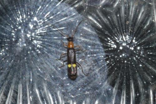 Malthinus rubricollis