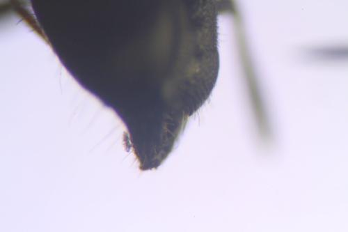 Réf. 327 163 : Chelostoma sp.