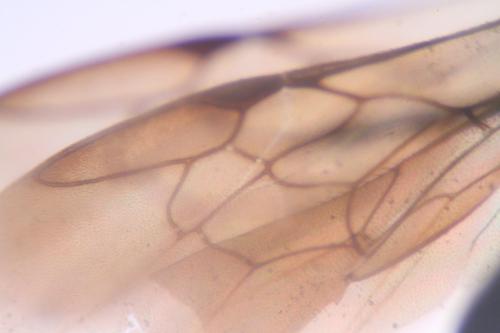 Réf. 327 160 : Chelostoma sp.
