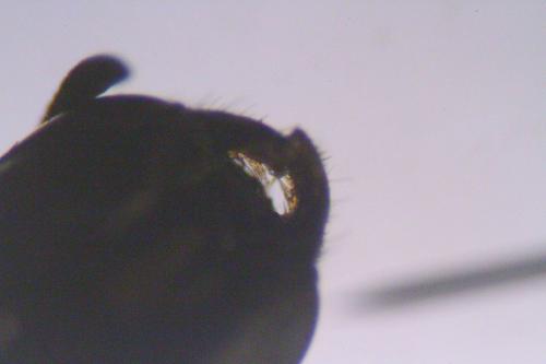 Chelostoma sp.