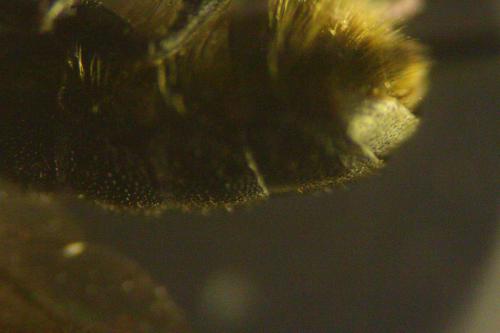 Chelostoma sp.
