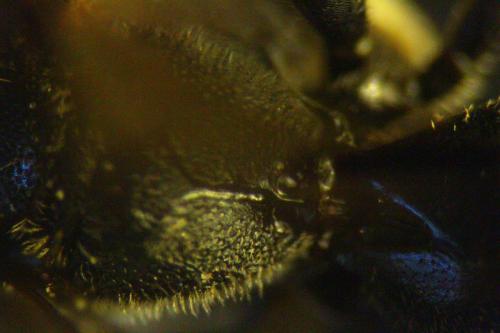 Hylaeus sp.
