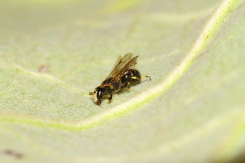 Hylaeus signatus