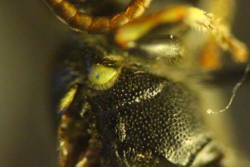 Réf. 327 197 : Hylaeus sp.