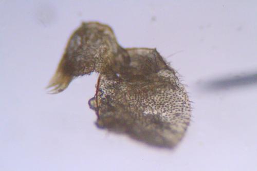 Hylaeus sp.