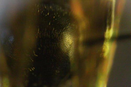 Réf. 327 201 : Hylaeus sp.