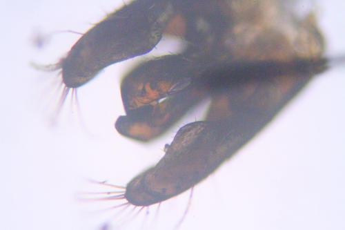 Hylaeus sp.