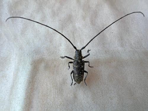 Réf. 327 409 : Monochamus sutor