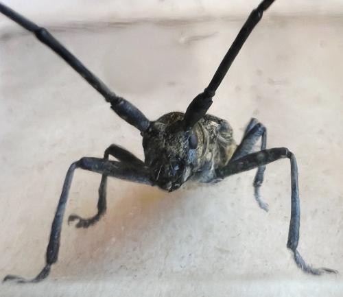 Réf. 327 411 : Monochamus sutor