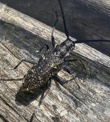 Réf. 327 410 : Monochamus sutor