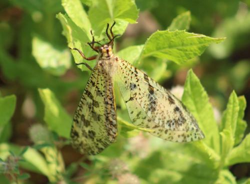 Réf. 327 700 : Palpares libelluloides