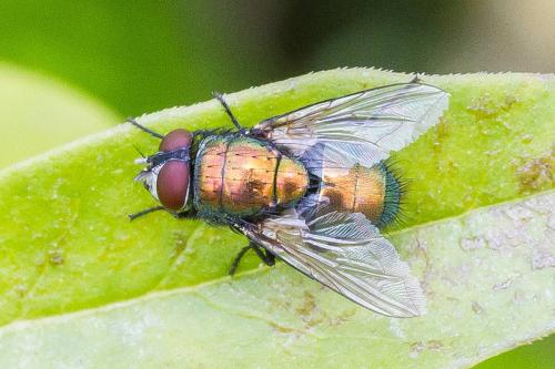 Lucilia sericata