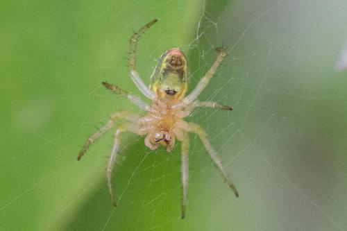 Araniella sp.
