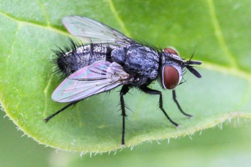 Réf. 327 219 : Phryxe sp.