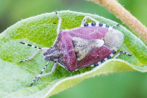 Réf. 327 276 : Dolycoris baccarum