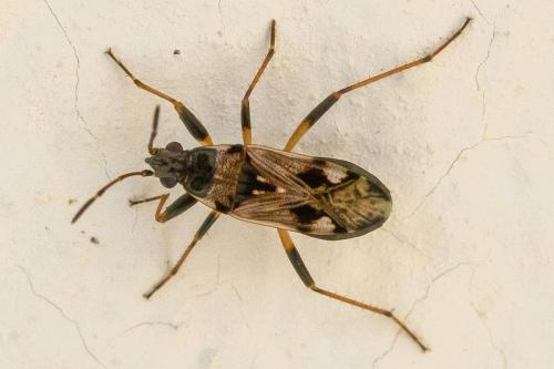 Beosus maritimus