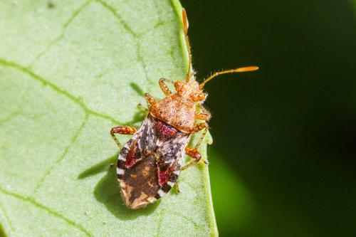 Réf. 327 465 : Rhopalus subrufus