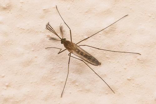 Réf. 327 669 : Culex sp.