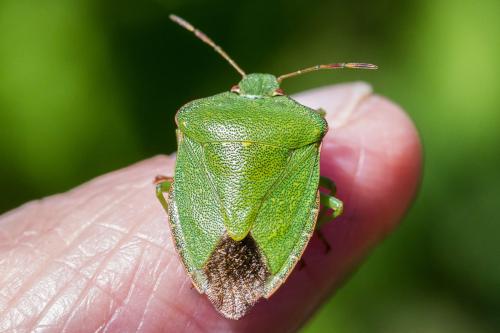 Palomena prasina