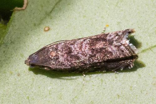 Réf. 327 686 : Grapholita sp.