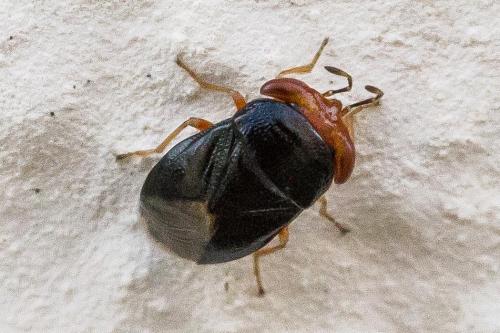 Réf. 327 756 : Geocoris erythrocephalus