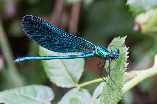 Calopteryx virgo
