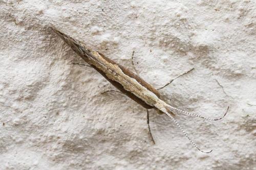 Réf. 327 933 : Plutella xylostella