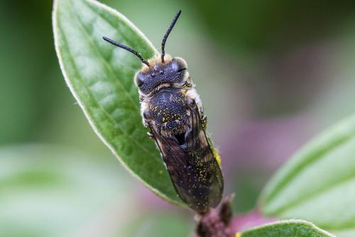 Réf. 327 990 : Coelioxys sp.