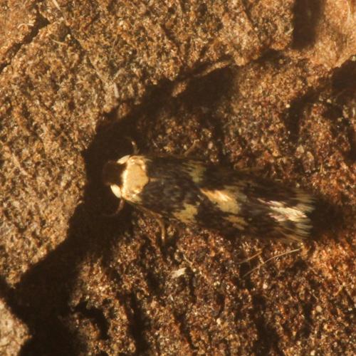 Réf. 327 960 : Ectoedemia algeriensis