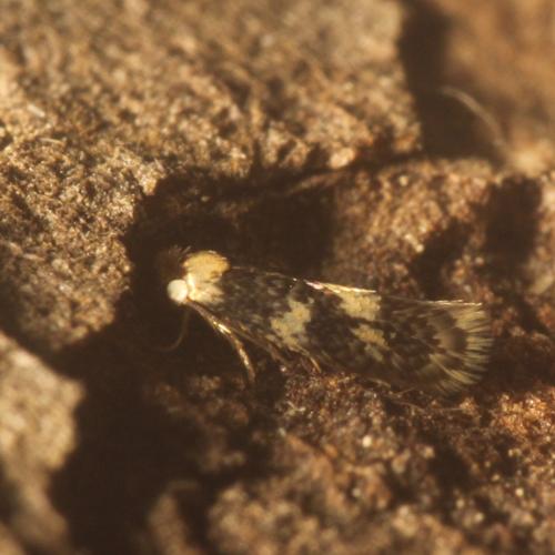 Réf. 327 959 : Ectoedemia algeriensis