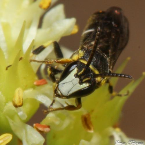 Réf. 327 827 : Hylaeus sp.