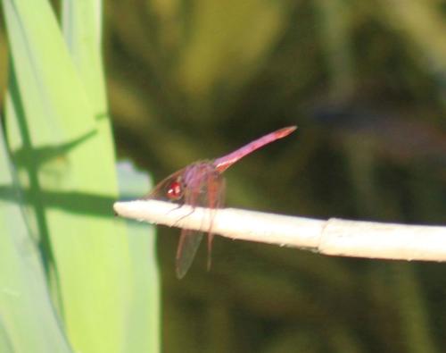 Trithemis annulata
