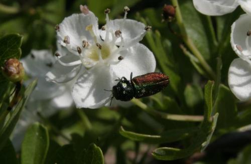 Anthaxia sp.