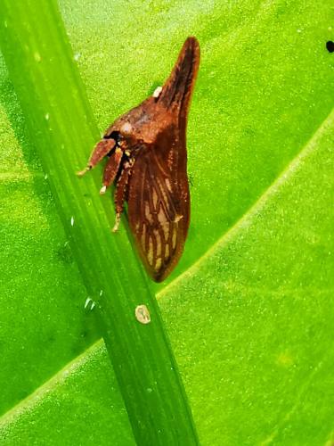 Campylenchia latipes
