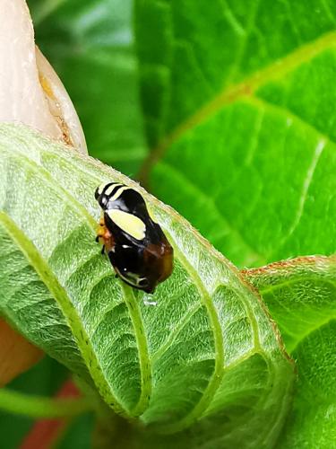 Clastoptera proteus