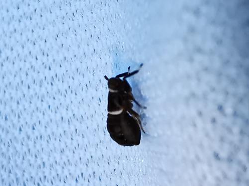 Pissonotus sp.