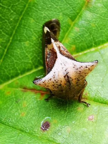Réf. 327 239 : Stictocephala diceros