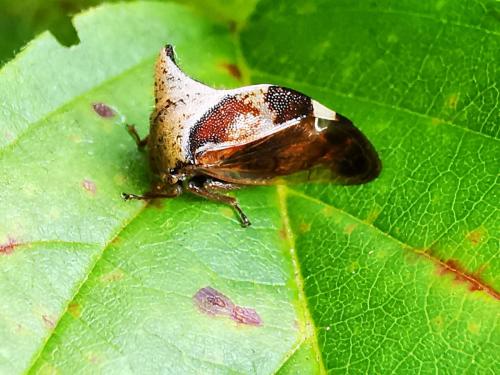 Réf. 327 238 : Stictocephala diceros