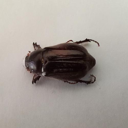 Aplidia transversa