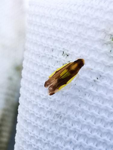 Eupteryx flavoscuta