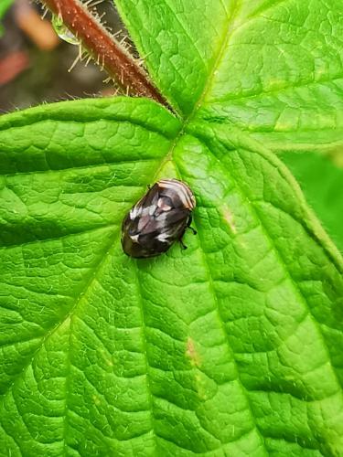 Clastoptera obtusa