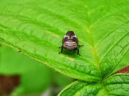 Clastoptera obtusa