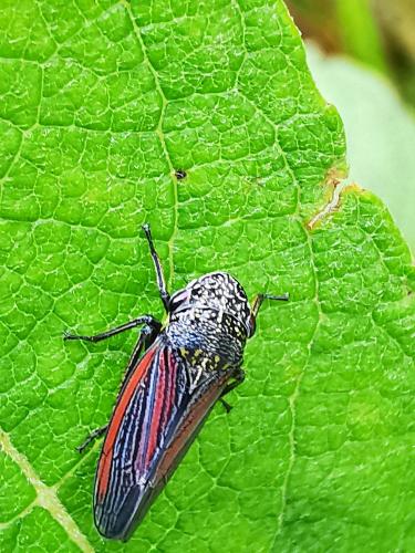 Réf. 327 432 : Cuerna striata