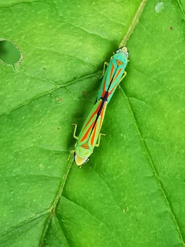 Réf. 327 576 : Graphocephala sp.
