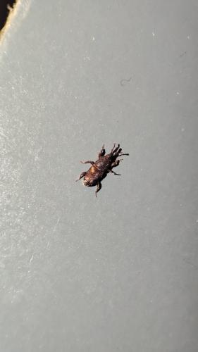 Réf. 327 459 : Sitophilus sp.