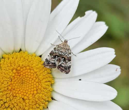 Choreutis diana