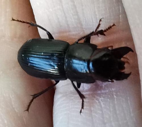 Acinopus picipes