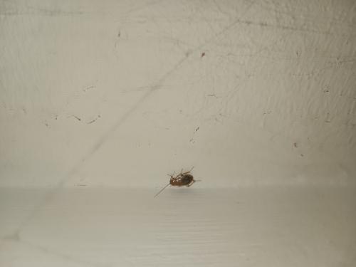 Ectobius sp.